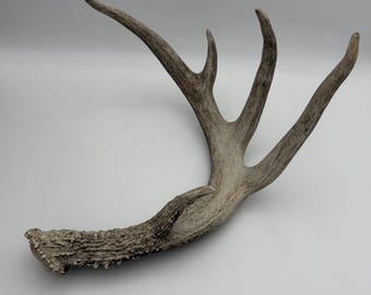 May include: A single deer antler featuring a textured, weathered base that transitions into smooth, branching tines. The antler displays a natural light gray and tan coloration with a rugged, organic surface structure and multiple points.