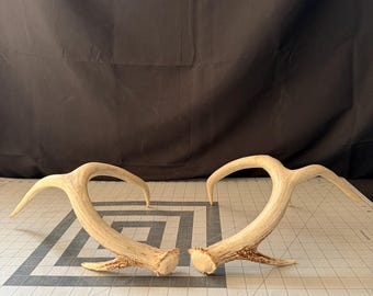 Deer Antler Shed Set  Matched Whitetail deer 4x4 Chipped tips