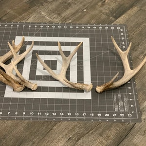 Single Medium Antler (Shed Whitetail)