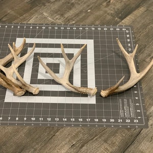 2 pack Medium Antlers Bundle (Shed Whitetail)