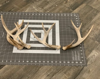 Single Medium Antler (Shed Whitetail)