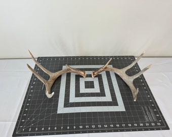 Deer Antler 5x4 fresh Whitetail sheds matched Set