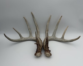 May include: A pair of symmetrical deer antlers with a weathered, light brown and grey texture. Each antler features a main beam with multiple points extending outward, showcasing a natural, rugged surface with dark brown base details.