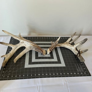 Giant Whitetail Deer Antler Shed Set Nontypical Double Main Beam ...
