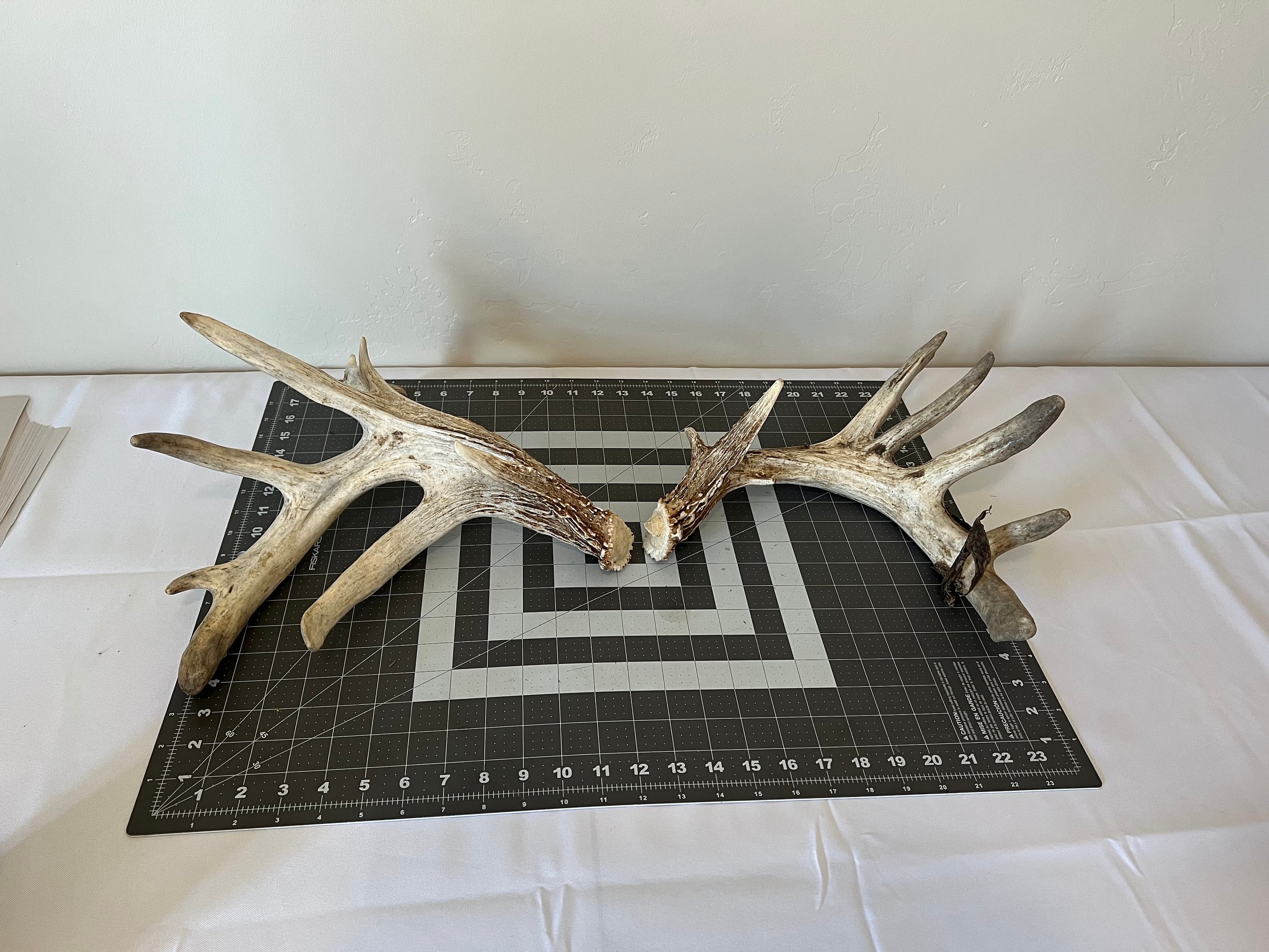 Giant Whitetail Deer Antler Shed Set Nontypical Double Main Beam ...