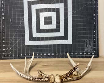 Stunning color combo- heavy detail- small chip on tip- Deer Antler Shed Set-  Matched Whitetail