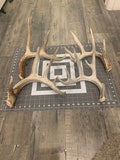 XL Whitetail Deer Shed Antler