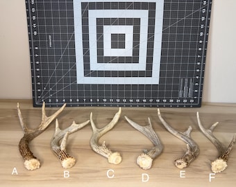 Small Whitetail deer sheds- you choose your antler