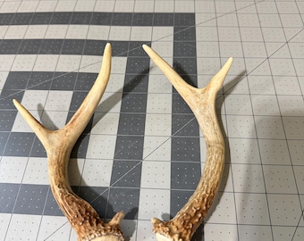 Deer Antler Shed Set  Matched Whitetail- little guy 2x2- super clean