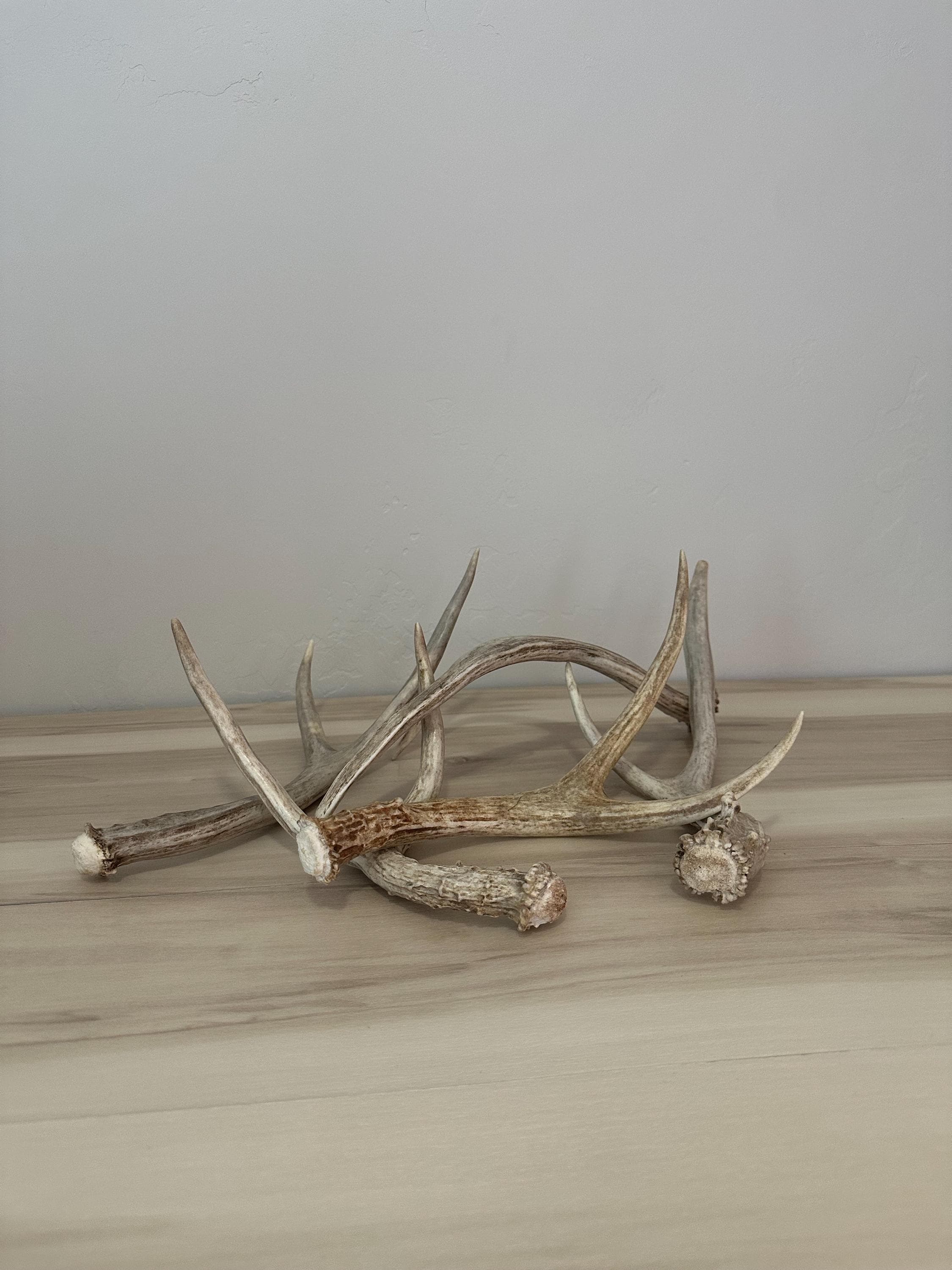 Mule Deer antlers big forks (single antler)