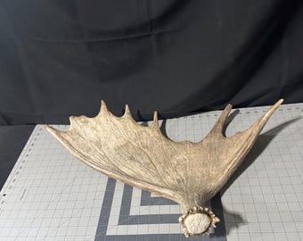 Moose Antler! Incredible Idaho Shiras Moose Paddle! Moose Antler Shed