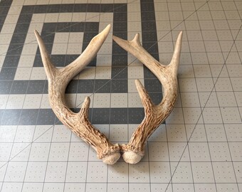 Deer Antler Shed Set 3x3 Matched Whitetail deer- perfect shed training
