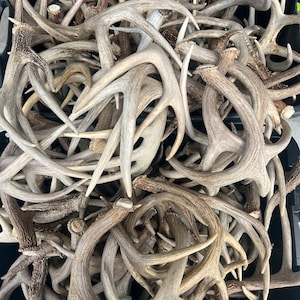 Bulk Deer antlers naturally shed real whitetail deer antler craft grade A antler. No chews or cuts.