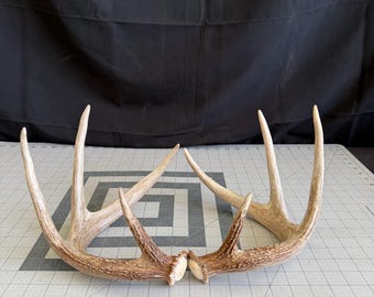 Deer Antler Shed Set  Matched Whitetail deer- STUD 4x4