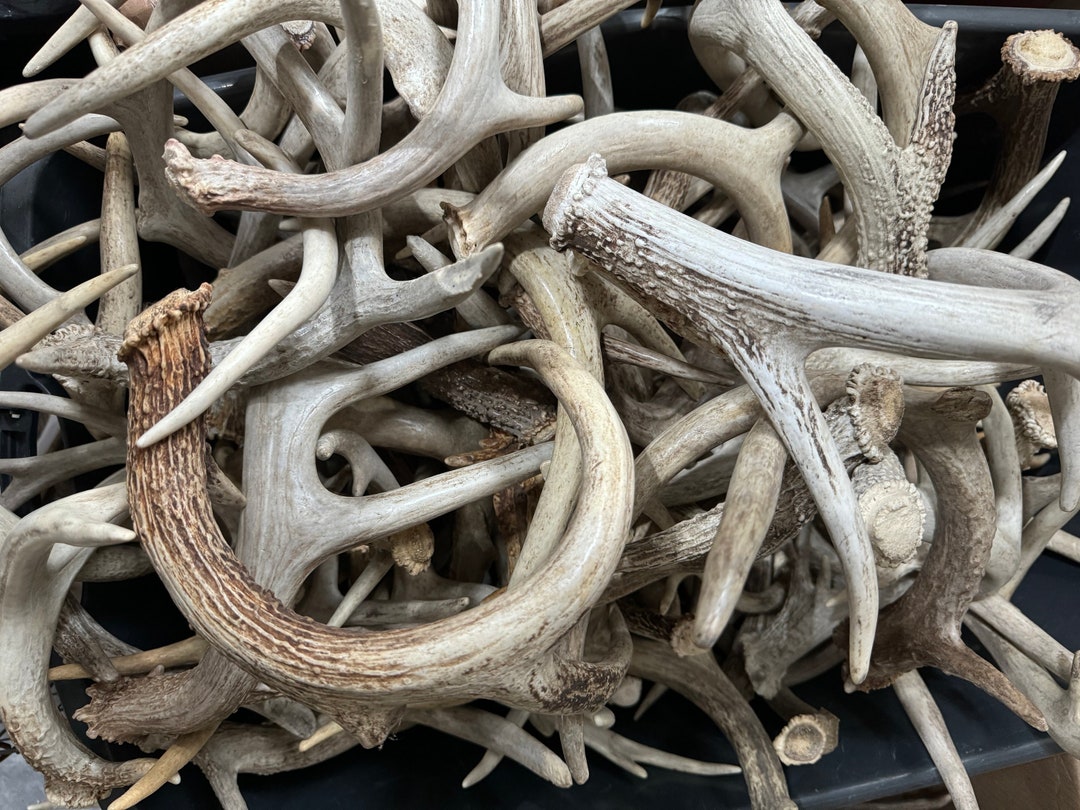 Bulk Deer Antlers Real Whitetail Deer Antler Grade A Antler With