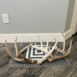 Jumbo Whitetail Deer Shed Antler