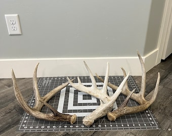 Jumbo Whitetail Deer Shed Antler