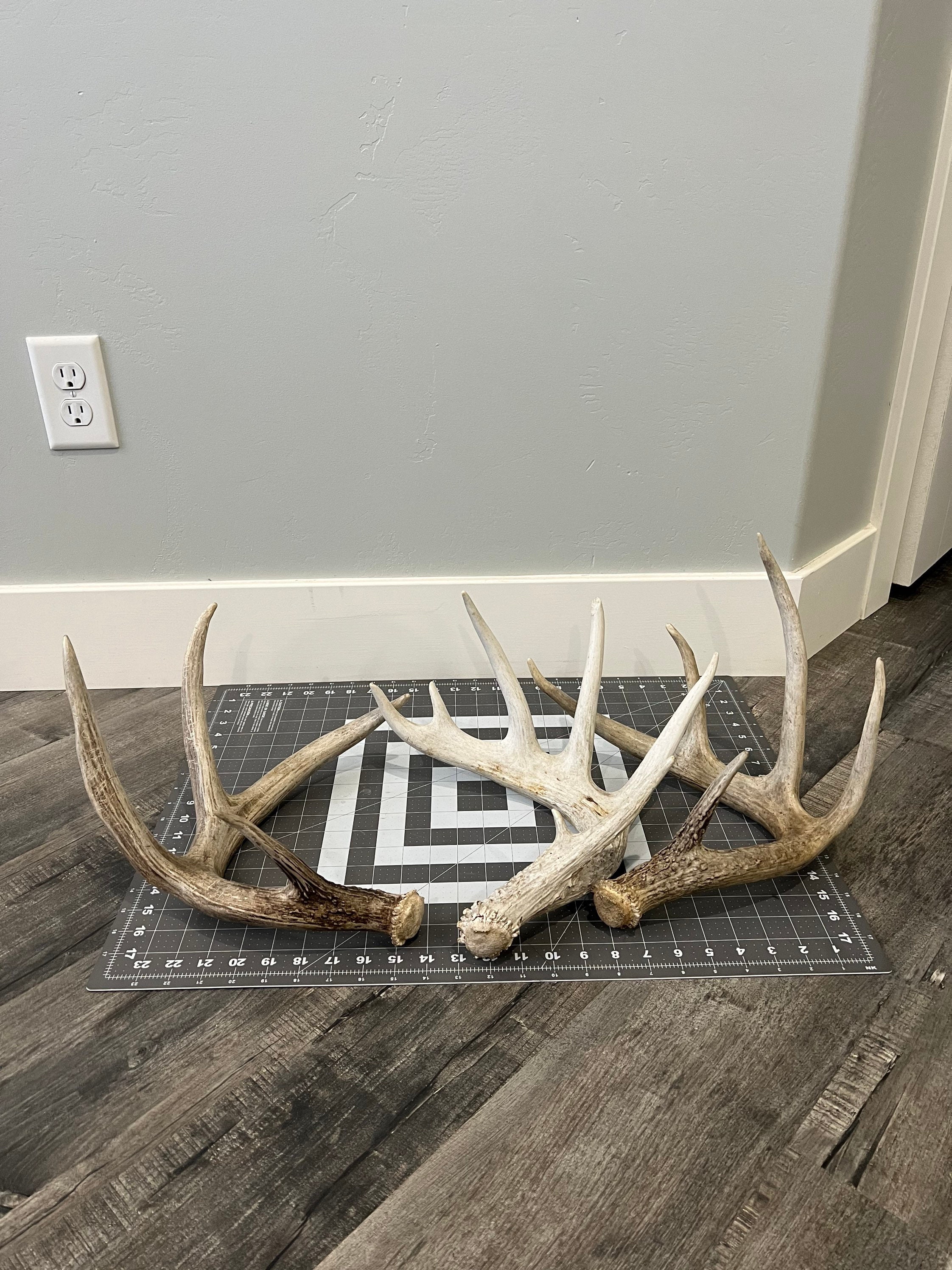 Jumbo Whitetail Deer Shed Antler
