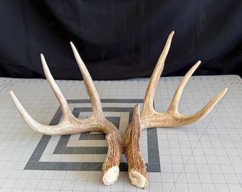 TALL Deer Antlers Matched Set! Heavy matched set of whitetail deer antlers. Amazing color