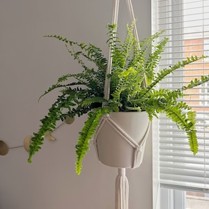 Può includere: Una pianta di felce verde in un vaso di ceramica bianco appeso a un portavasi in macramé bianco.