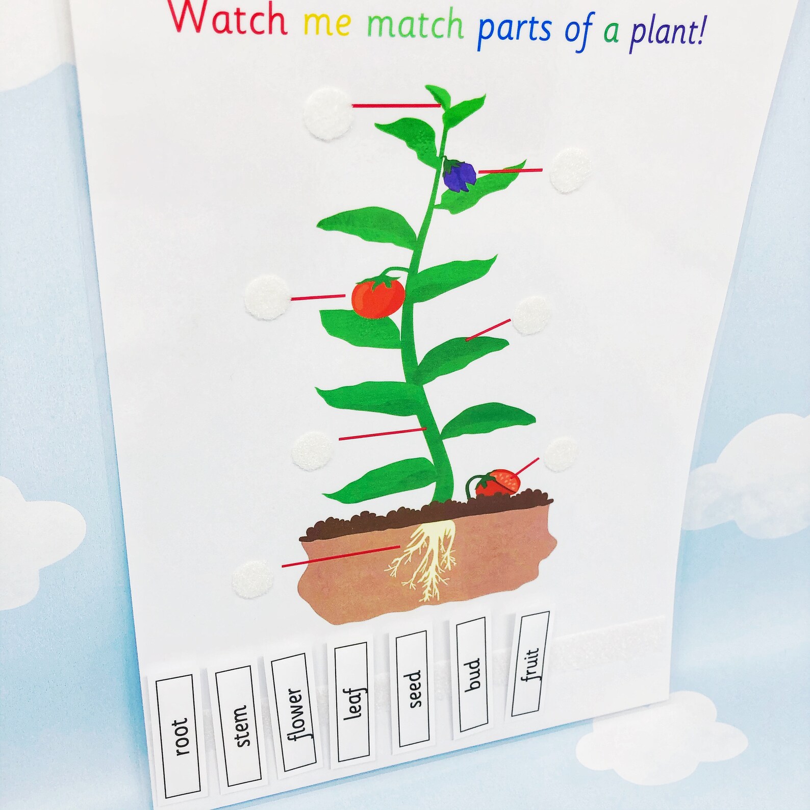 Parts of a Plant Learning Sheet Science Lesson Nature Teaching Resource
