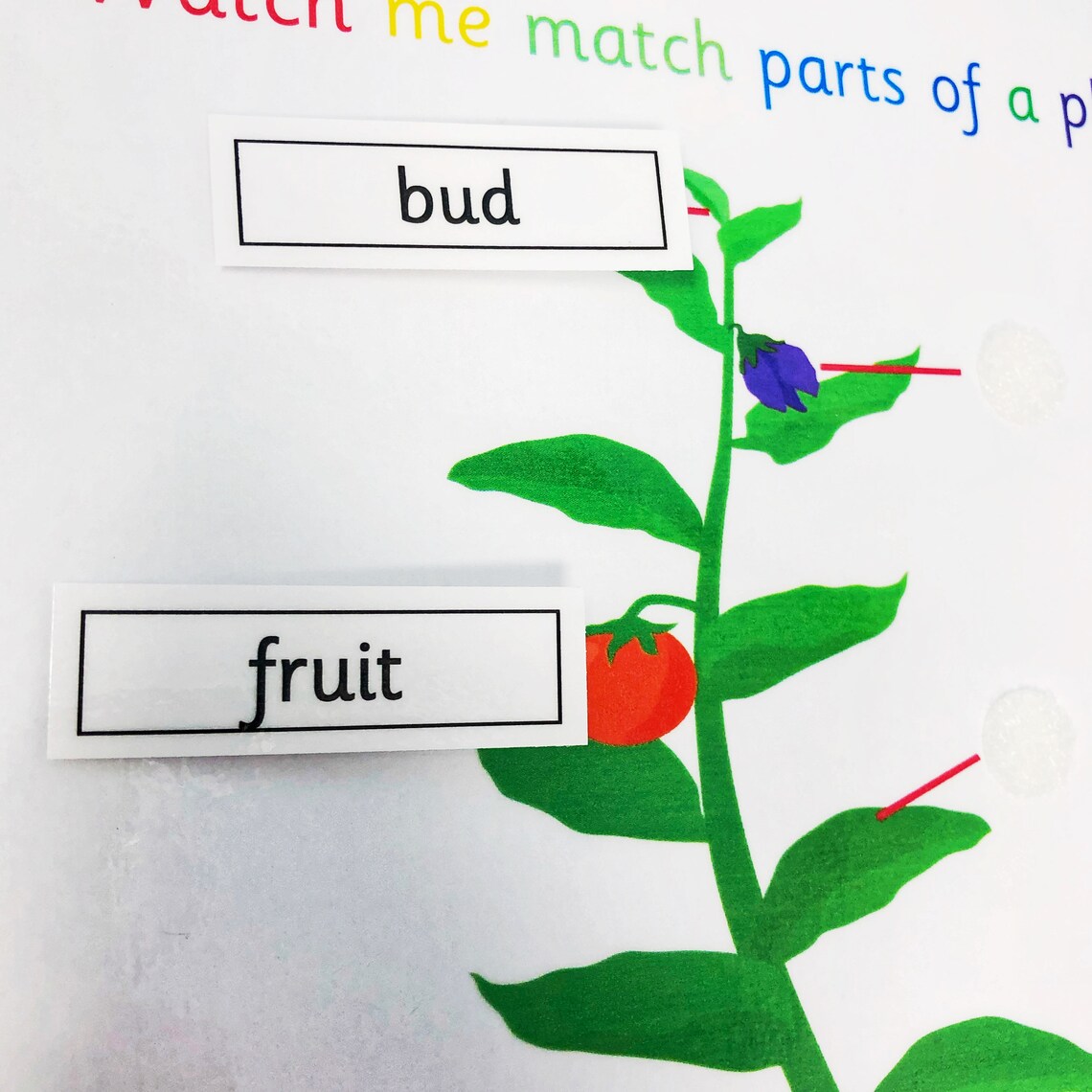Parts of a Plant Learning Sheet Science Lesson Nature Teaching Resource