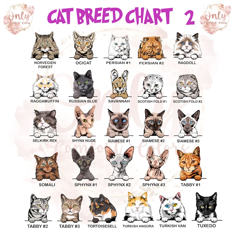 May include: A chart featuring illustrations of different cat breeds, including the Norwegian Forest, Ocicat, Persian, Ragdoll, Ragamuffin, Russian Blue, Savannah, Scottish Fold, Selkirk Rex, Sphynx, Siamese, Somali, Tabby, and Tuxedo.