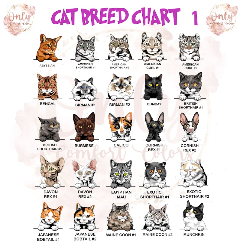 May include: A chart featuring illustrations of different cat breeds, including Abyssinian, Bengal, Birman, Bombay, British Shorthair, Burmese, Calico, Cornish Rex, Devon Rex, Egyptian Mau, Exotic Shorthair, Japanese Bobtail, Maine Coon, and Munchkin.