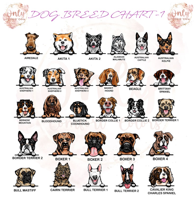 May include: A chart featuring illustrations of different dog breeds, including Airedale, Akita, Alaskan Malamute, Australian Cattle Dog, Australian Kelpie, Australian Shepherd, Basset Hound, Beagle, Brittany Spaniel, Bernese Mountain Dog, Bloodhound, Bluetick Coonhound, Border Collie, Border Terrier, Boxer, Bull Mastiff, Cairn Terrier, Bull Terrier, and Cavalier King Charles Spaniel.