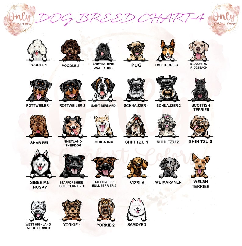 May include: A chart featuring illustrations of 24 different dog breeds. Each breed is labelled with its name. The chart is a helpful guide for identifying different dog breeds.