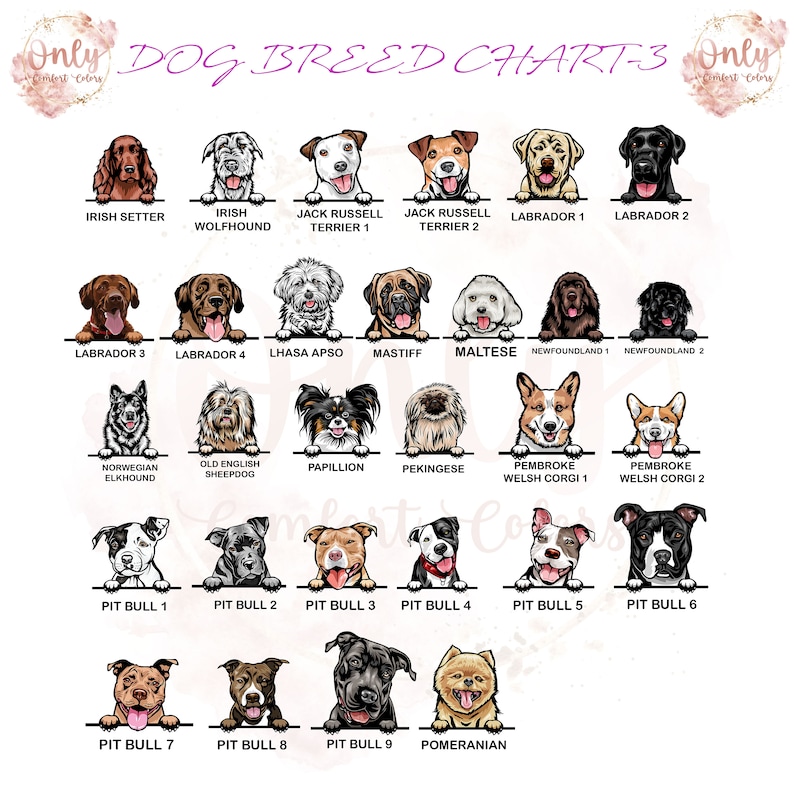 May include: A chart featuring illustrations of different dog breeds, including Irish Setter, Irish Wolfhound, Jack Russell Terrier, Labrador, Newfoundland, Lhasa Apso, Mastiff, Maltese, Norwegian Elkhound, Old English Sheepdog, Papillon, Pekingese, Pembroke Welsh Corgi, and Pit Bull.