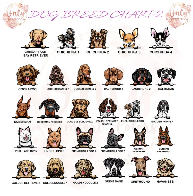 May include: A chart featuring illustrations of 20 different dog breeds, each with its name listed below. The chart is titled "DOG BREED CHART-2".