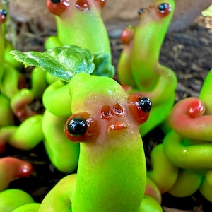 The Tendrils!  (chosen at random)