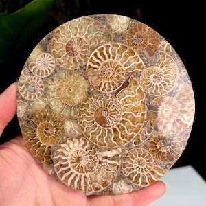 Ammonite Fossil Round Coaster, Seashell Home Decor