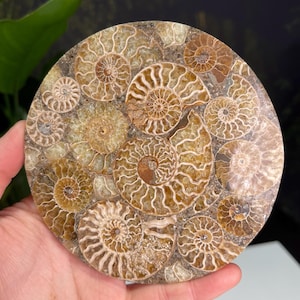 Ammonites Round Coaster, Seashell Fossil Coaster, Blue Flashy Labradorite Round Coaster, Crystal Coaster, Home Decor, Coaster Set