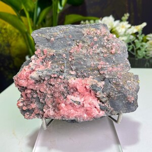 Incredible Pink Rhodochrosite Flower With Pyrite Cluster, Guangxi Wuzhou Raw Rhodochrosite,  Mineral Collection, Home Decor