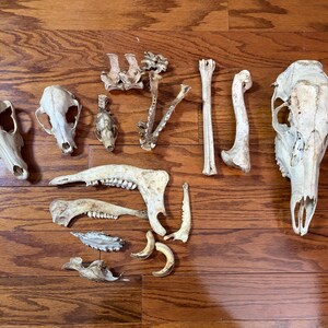 May include: A collection of various animal skeletal remains, including two complete skulls, several jawbones with teeth, long bones, and smaller bone fragments, all featuring a natural off-white, weathered bone texture and appearance.