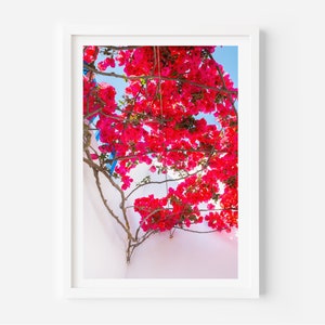 Pink Bougainvillea Photo Print | Digital download | Wall Art Flowers | Mediterranean Art Print