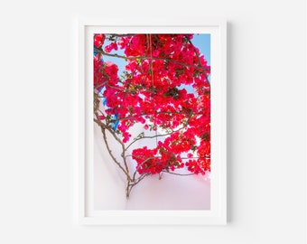 Rosa Bougainvillea Blumen Print | Mediterrane Wandkunst (Digitaler Download)