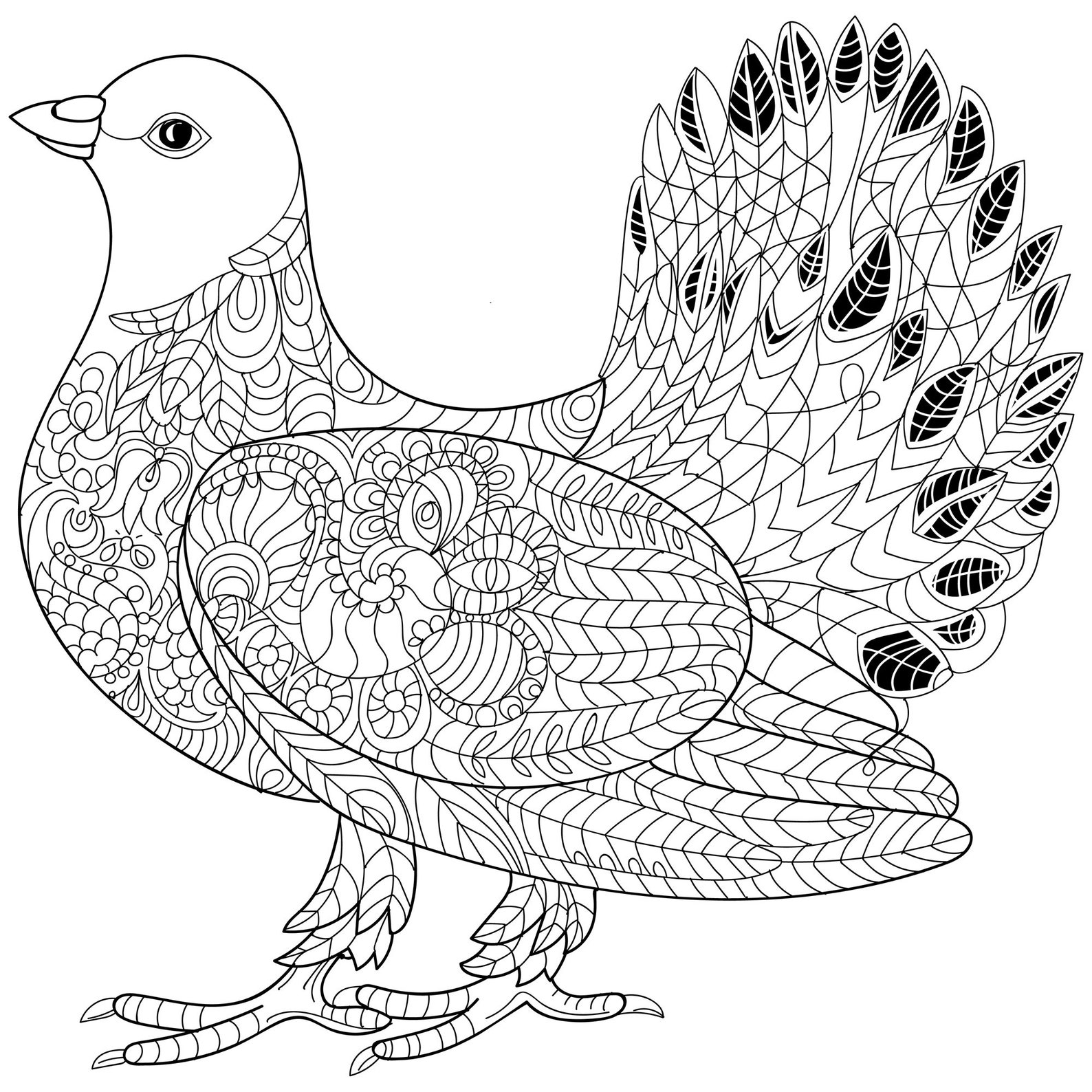 A coloring page of a beautiful Pigeon | Etsy
