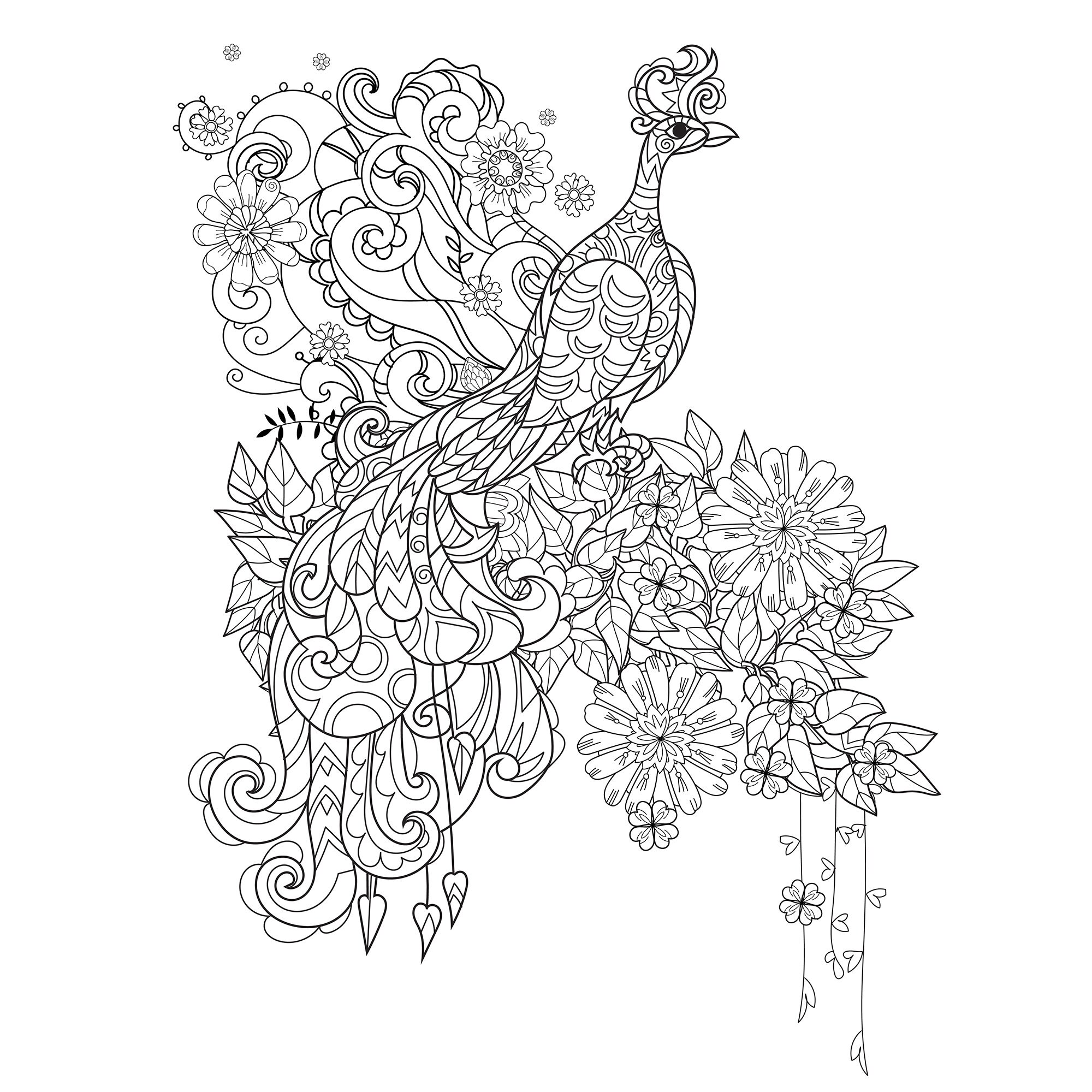 A coloring page of a beautiful Peacock ready for your coloring | Etsy