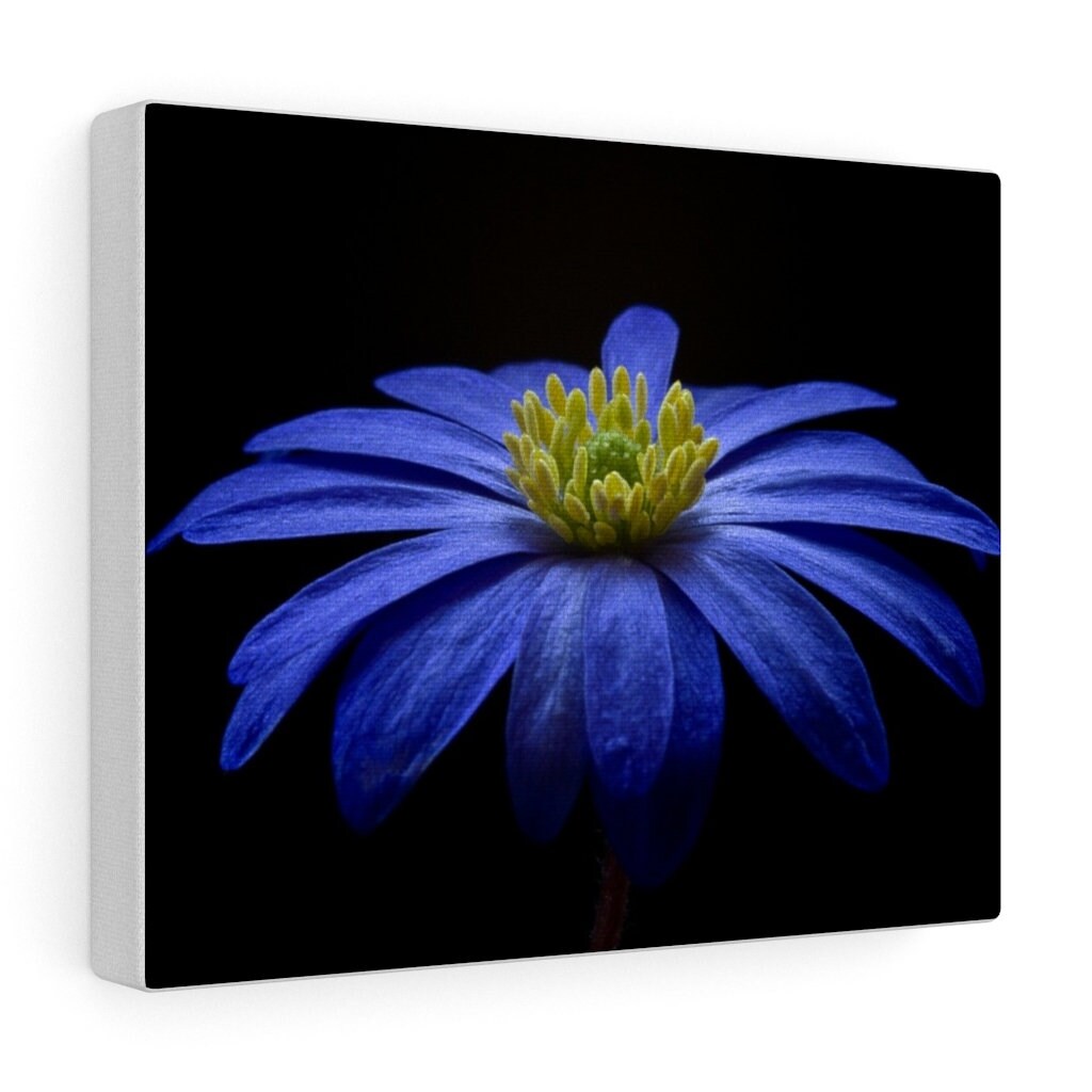 Blue Flower Canvas Print ENVÍO GRATIS Etsy