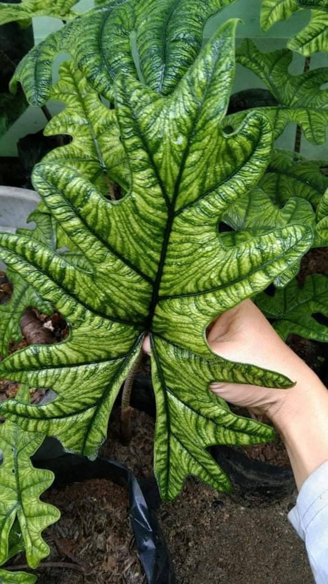 Alocasia jacklyn plants Etsy