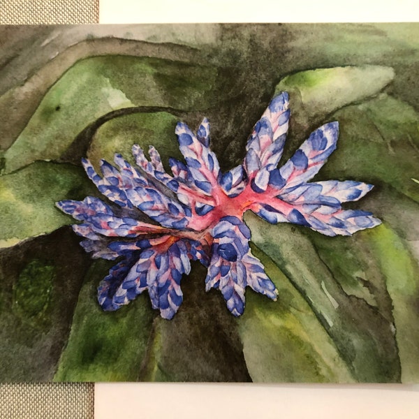 Blue Rain Bromeliad Greeting Card