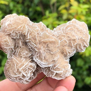 Desert Rose Gypsum Selenite