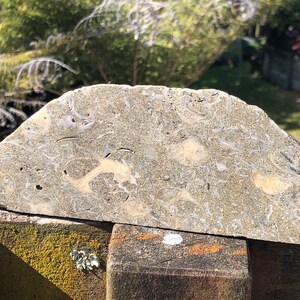 RARE Fossil New Zealand Agate Shell from South Island. Cut and semi polished