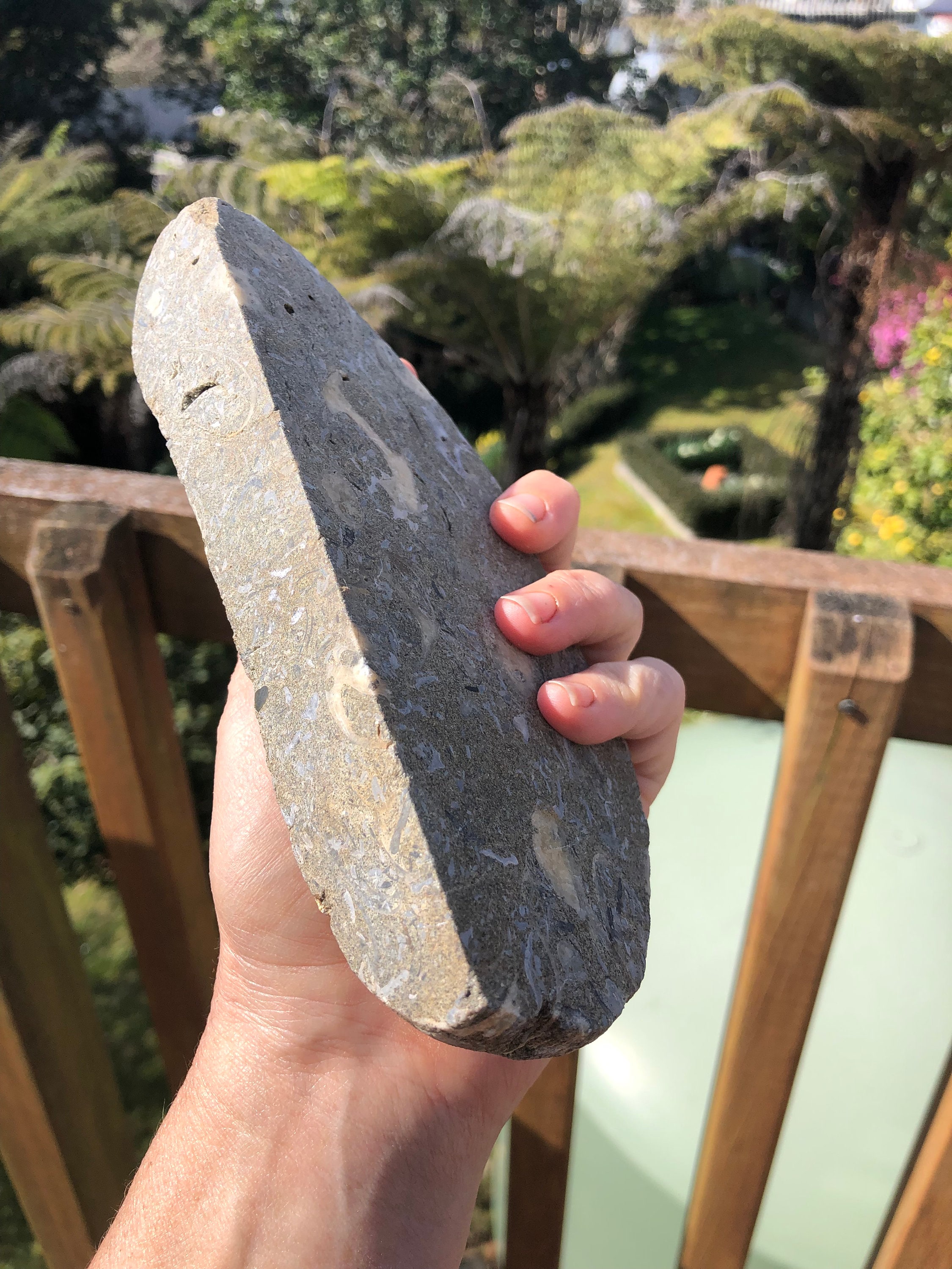 RARE Fossil New Zealand Agate Shell From South Island. Cut and - Etsy