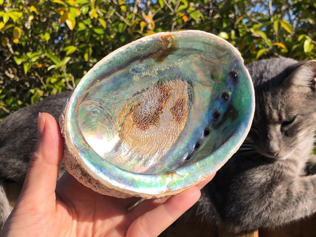 Beautiful Aquamarine Paua Shell, New Zealand - Etsy