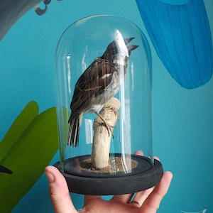 May include: A taxidermy sparrow perched on a small wooden branch inside a clear glass dome cloche. The dome is set upon a circular black base. The bird features brown, white, and grey feathers with its beak slightly open, displayed as a specimen.