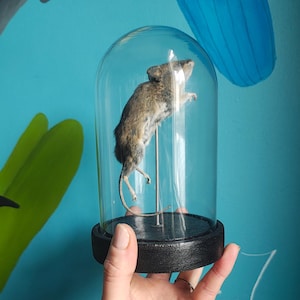 May include: A preserved mouse displayed under a glass dome with a black base. The mouse is mounted on a metal rod. The background is a teal wall with painted botanical elements.